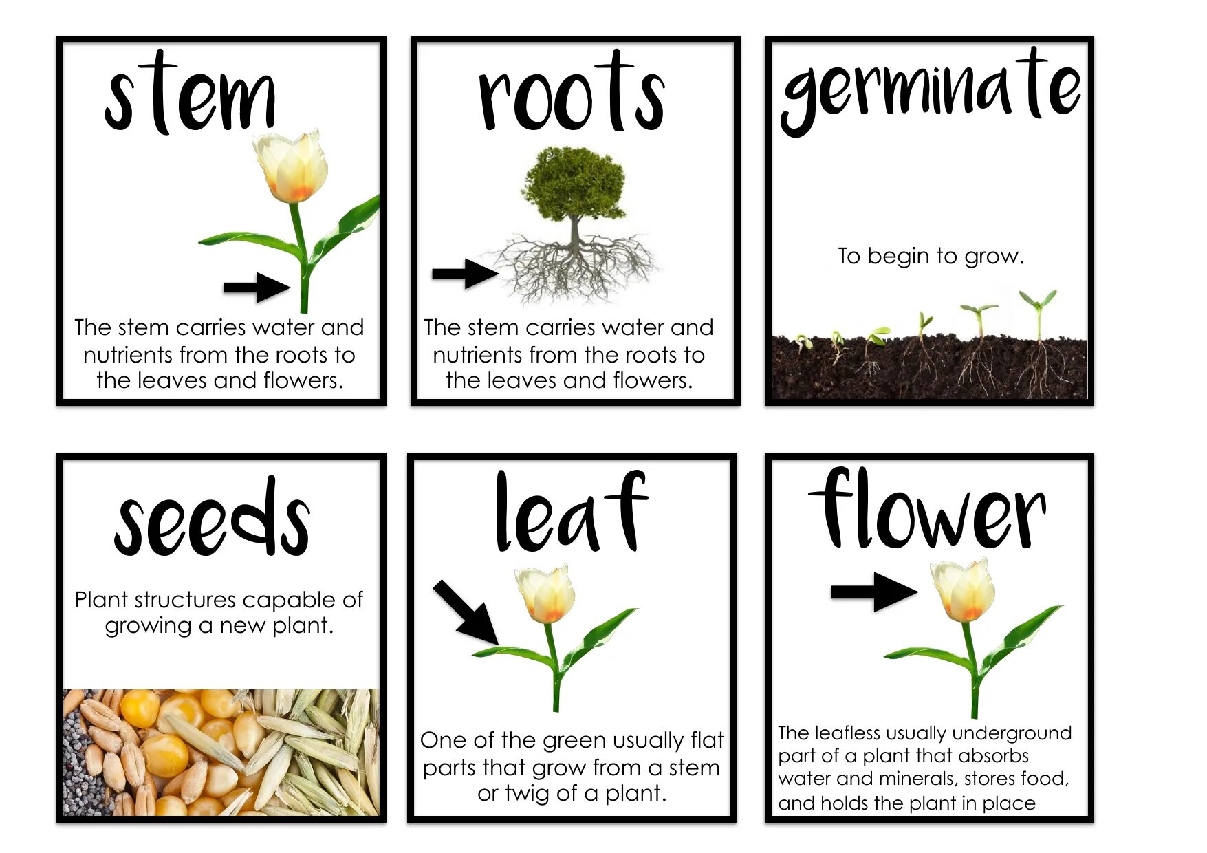 Plants kinds. Types of Plants for Kids. Parts of a Plant. Parts of Plants for Kids. Growing Plants Worksheets.