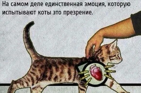 Кошка мурчит без причины. Кошка мурчит. почему коты мурчат. как мурчат коты и почему. почему кошки мурлыкают.