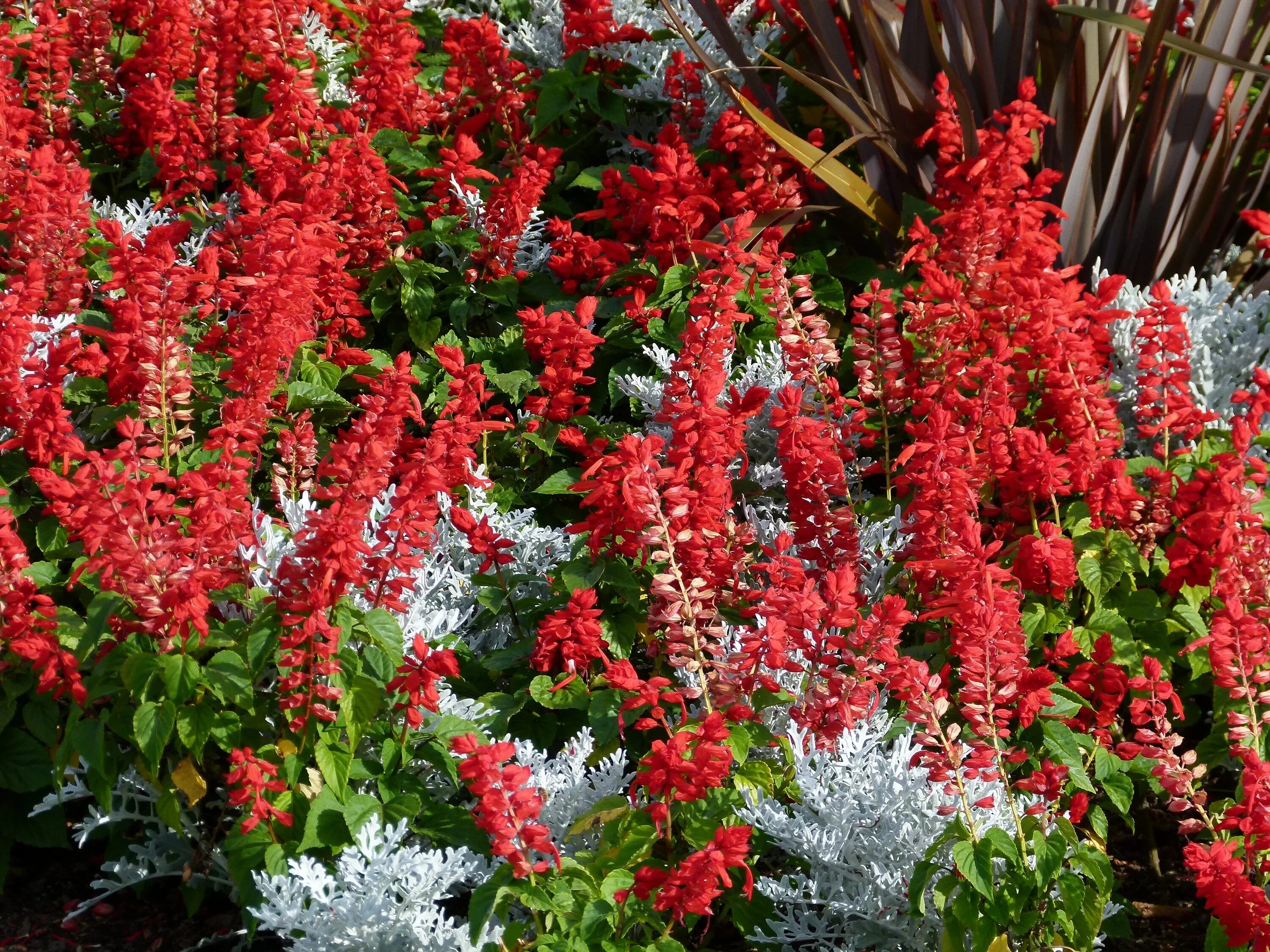 Red plant. Сальвия красная. Сальвия ред (красная). Сальвия перистая. Сальвия самосев.