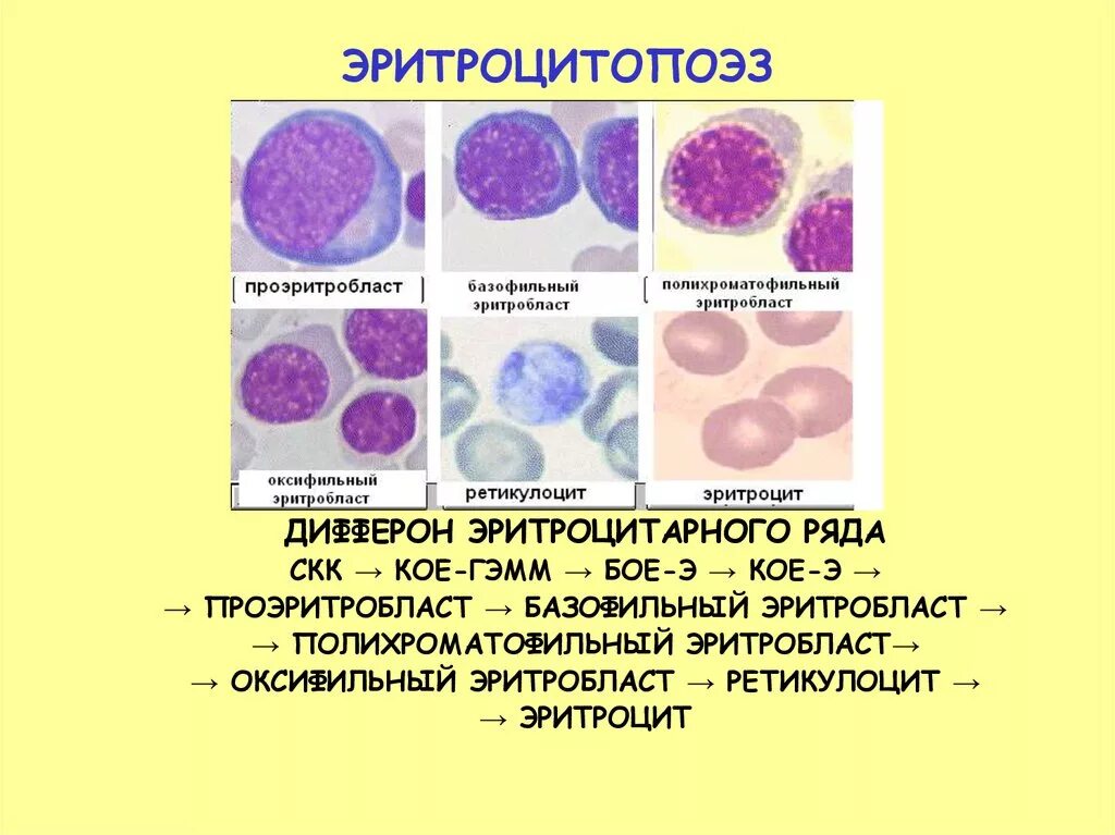 Эритроцитопоэз