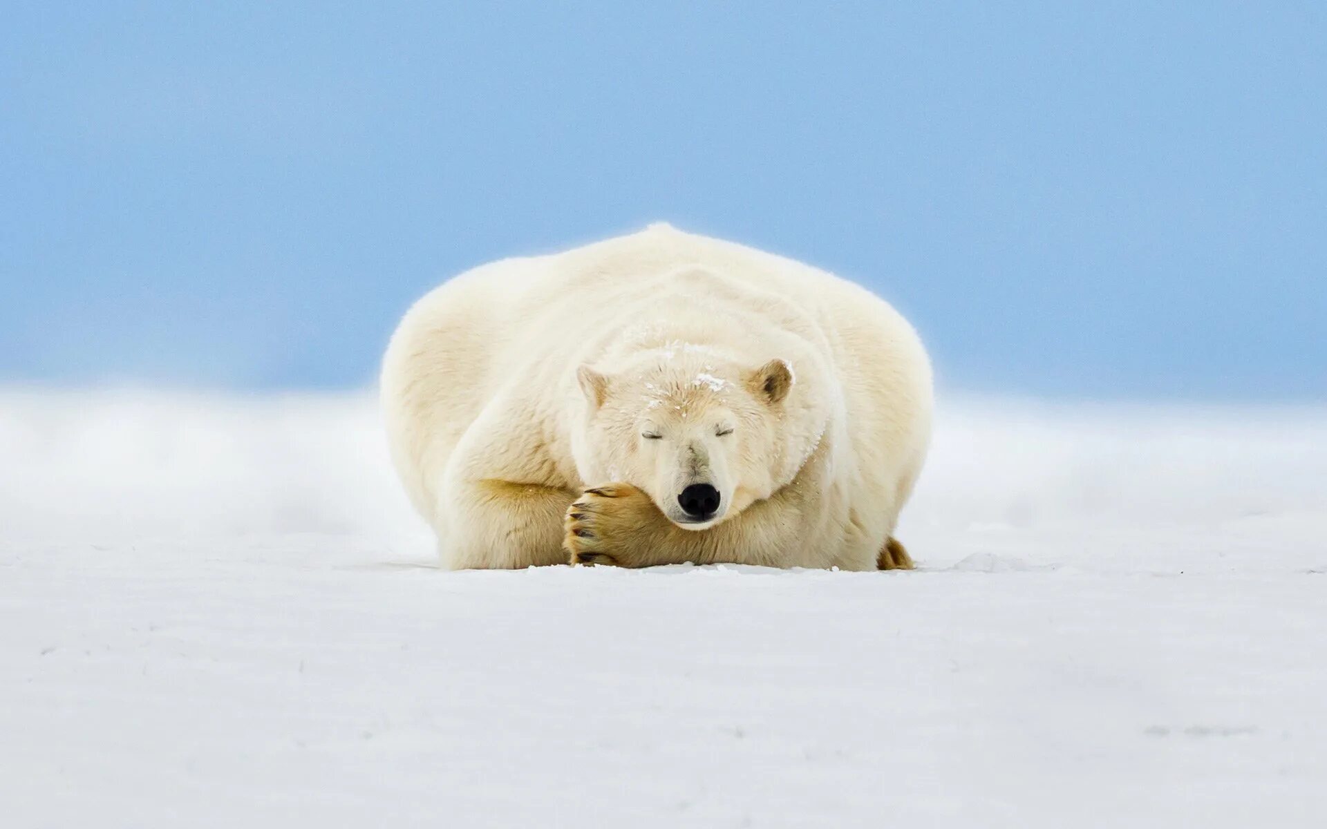 Белые медведи на Аляске 2023. Полярный медведь. Белый медведь обои. Белый медведь на фоне снега. Скорость белого медведя при беге