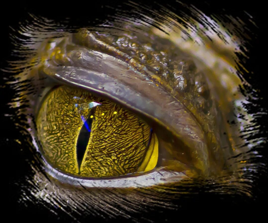 Желтый глаз 8. Глаз птицы. Необычные глаза животных. Глаза хищных птиц. Глаза хищника.