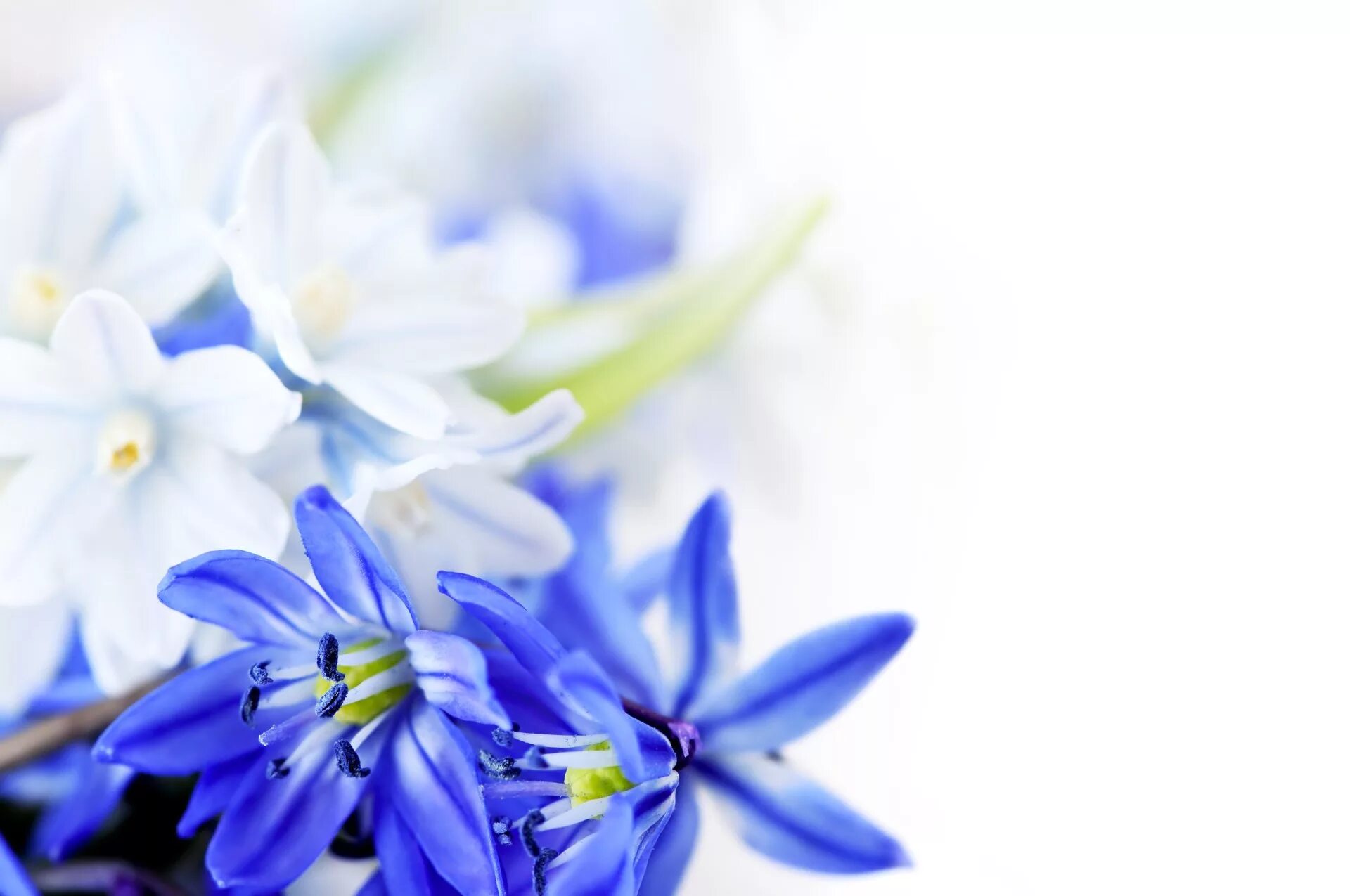 Голубые цветы. Весенние цветы. Сине белые цветы. Фон цветы. Весенний букет фон