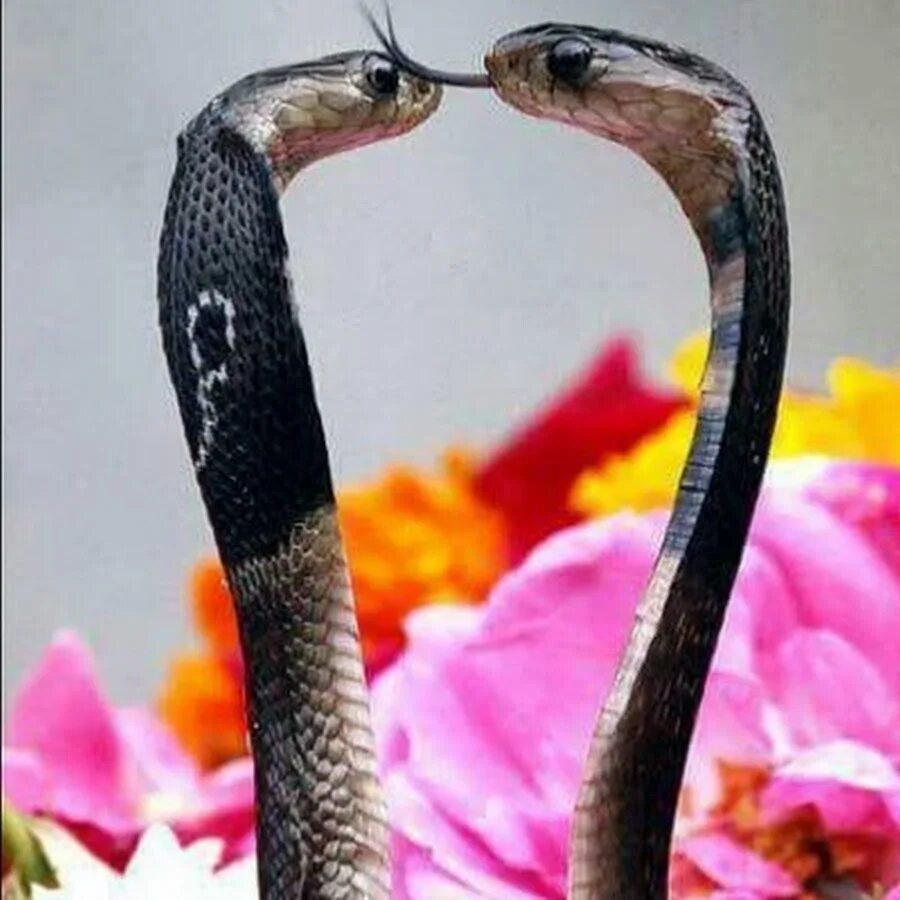 Обнимающийся змей