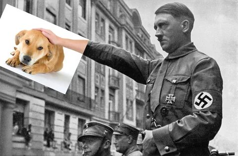 Серый волк бегство адольфа