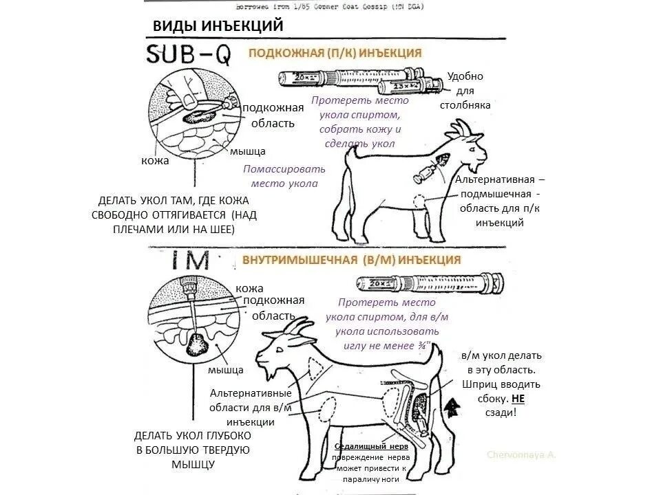 Места уколов собакам. Как сделать укол козе подкожно. Внутримышечная инъекция собаке схема. Укол кошке внутримышечно в бедро схема.