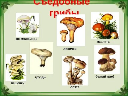 Грибы детские картинки с названиями