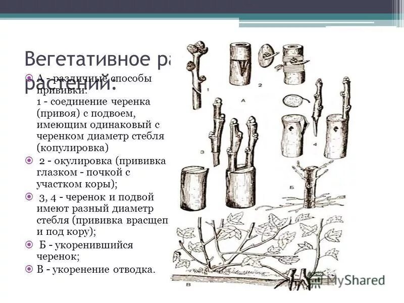 Вегетативные черенки интернет магазин. Вегетативное размножение прививкой черенком.