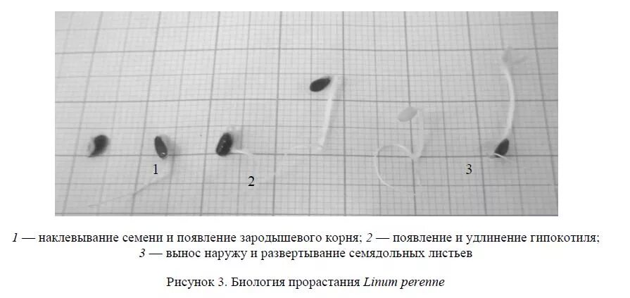 Почему появились семена. Температура прорастания семян льна. Экспертиза семян. Лен гипокотиль в корне. Повреждения льна.