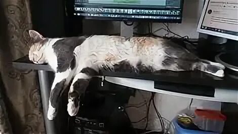 Кот коби. Кот клоун милый. Алиса включи котэ. Кот взгляд укоризна. Сожалеющий кот.