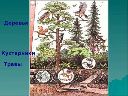 Природная экосистема смешанного леса