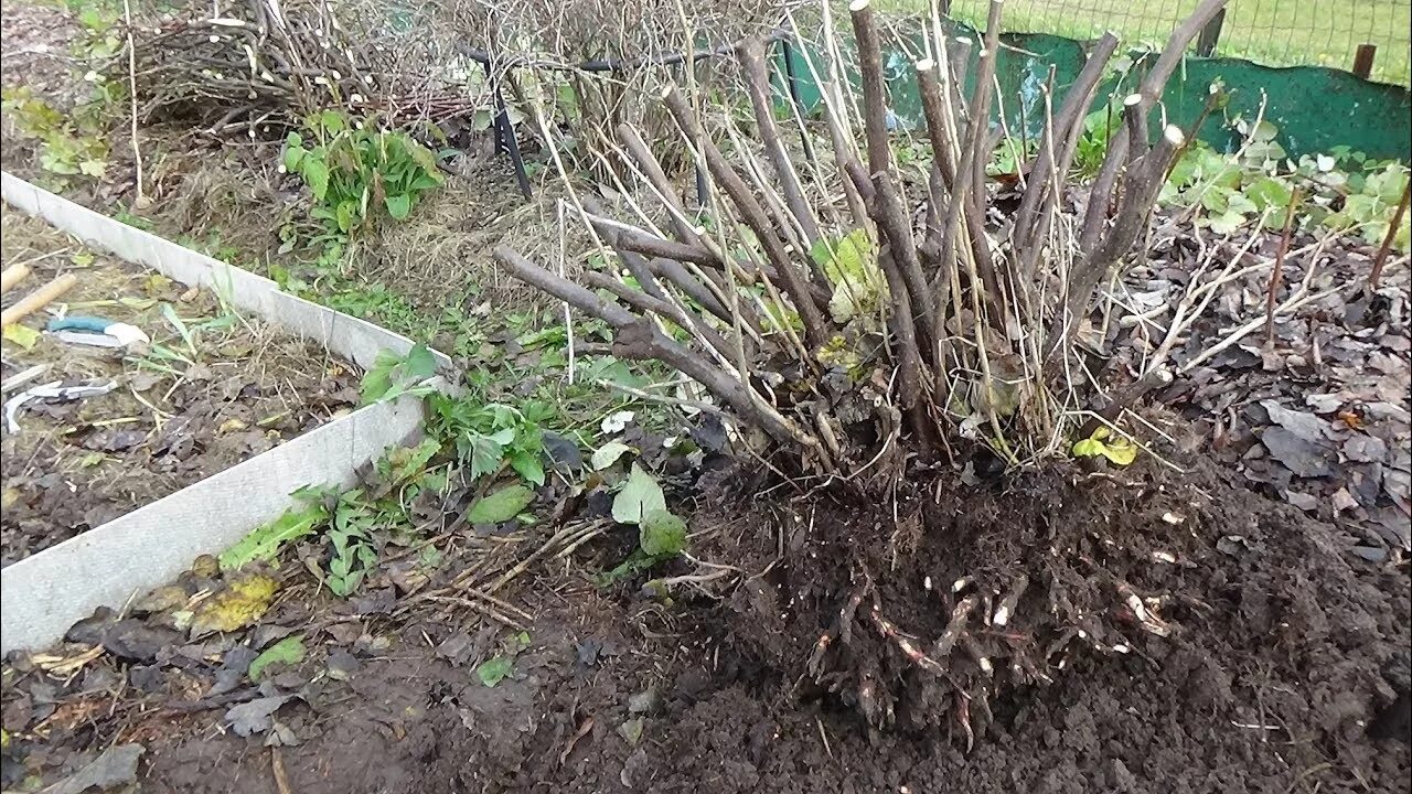 Выкопанный куст. Выкопка картофеля. Выкапывать кусты. Чем выкопать кустарники. Посадка смородины.