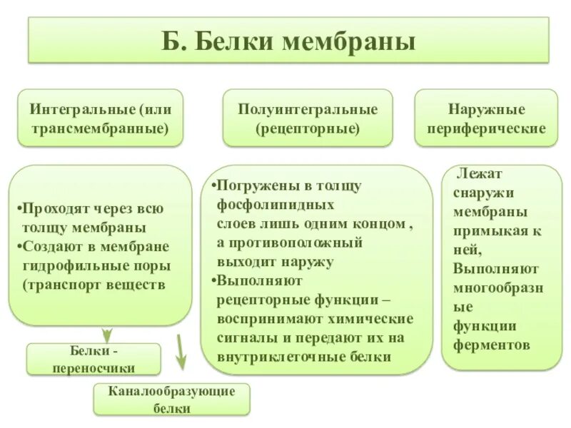 Интегральные белки какие. Интегральные и полуинтегральные белки мембраны. Полуинтегральные белки мембраны. Функция интегральных белков мембраны. Интегральные трансмембранные белки мембраны.