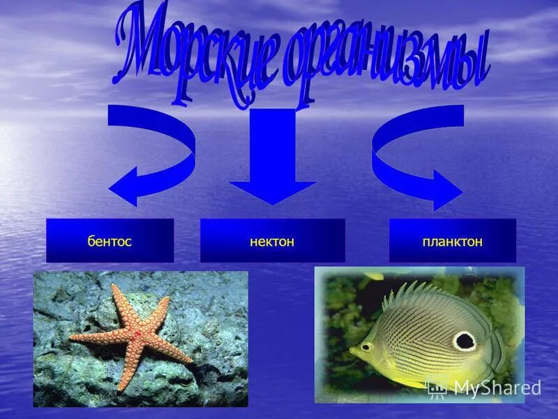 обитатели планктона нектона и бентоса. планктон нектон бентос таблица. планктон нектон бентос. планктон нектон бентос схема. планктон нектон бентос.