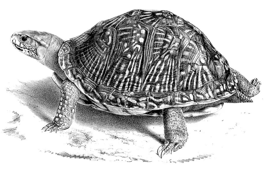 T turtle. Коробчатая черепаха. Коробчатая черепаха в панцире. Каролинская коробчатая черепаха пол. Зоологические зарисовки черепахи.