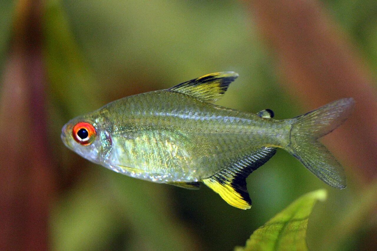 Тетры рыбки фото. Hyphessobrycon pulchripinnis. Пульхрипиннис (Hyphessobrycon pulchripinnis). Пристелла аквариумная рыбка.