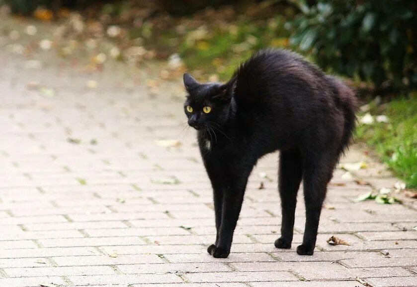 Снять черную кошку