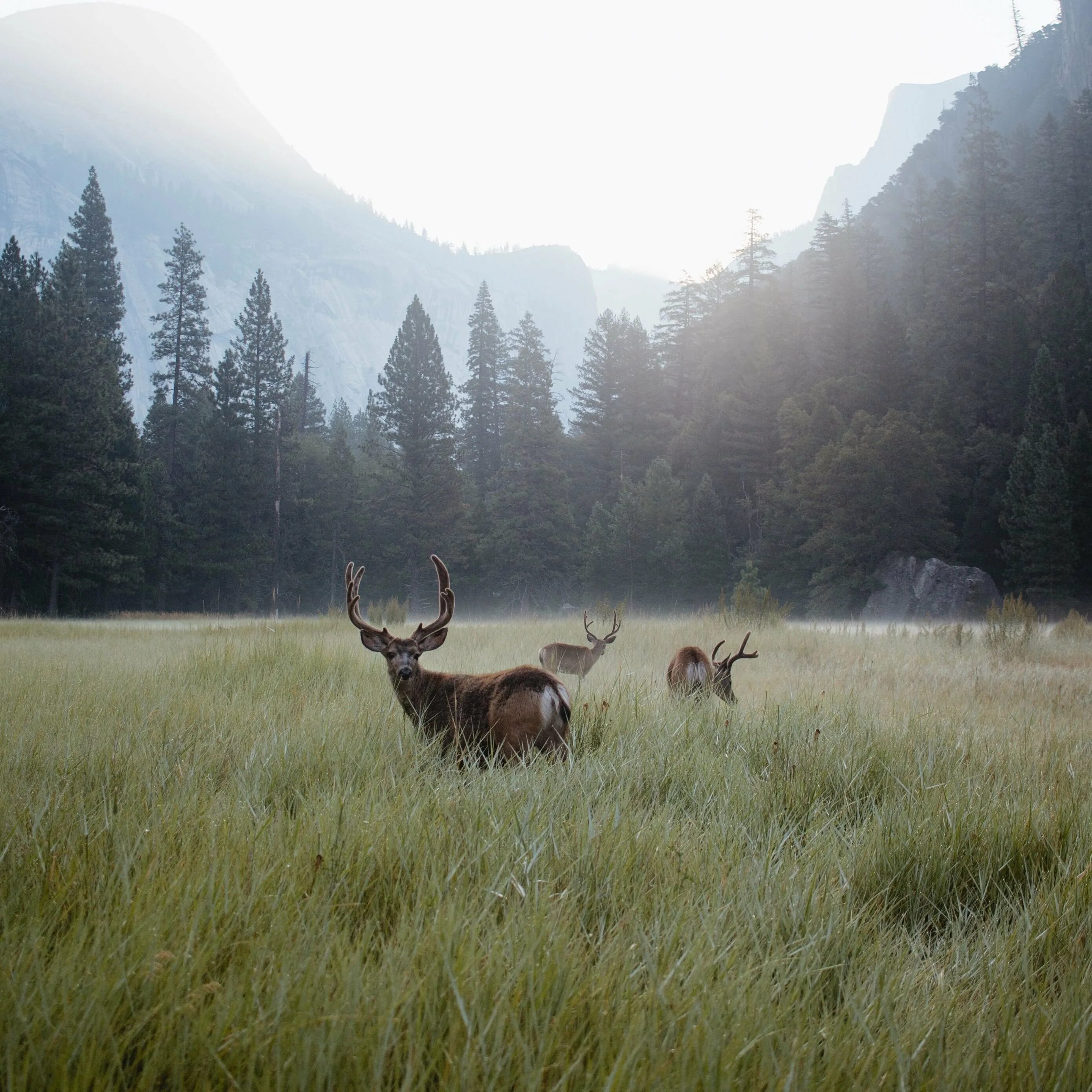 Дикая природа 4. Дикая природа 4. Дикая природа 4. Сибирский олень марал. Леопард саванна кения.