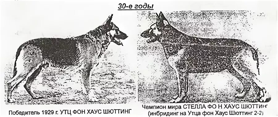 Восточно-европейская овчарка стандарт породы. Восточноевропейская овчарка стандарт. Восточно-европейская овчарка СССР. Стандарты немецкая и Восточноевропейская овчарки. Как отличить немецкую