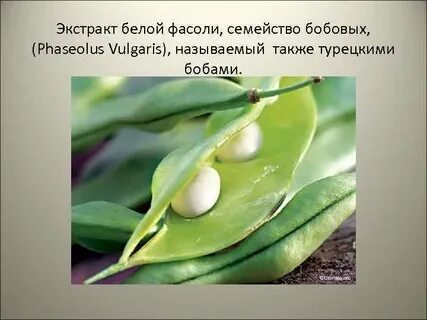 Экстракт фасоли