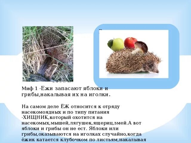 Еж относится к отряду. Еж относится к отряду