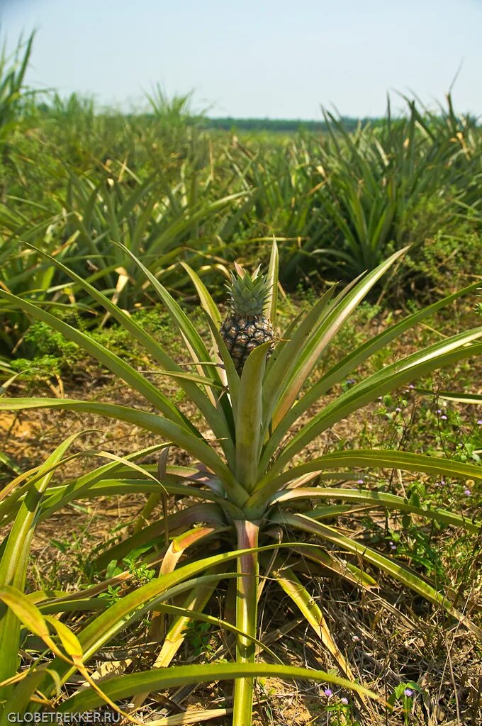 The Complete Guide to Growing Pineapples at Home
