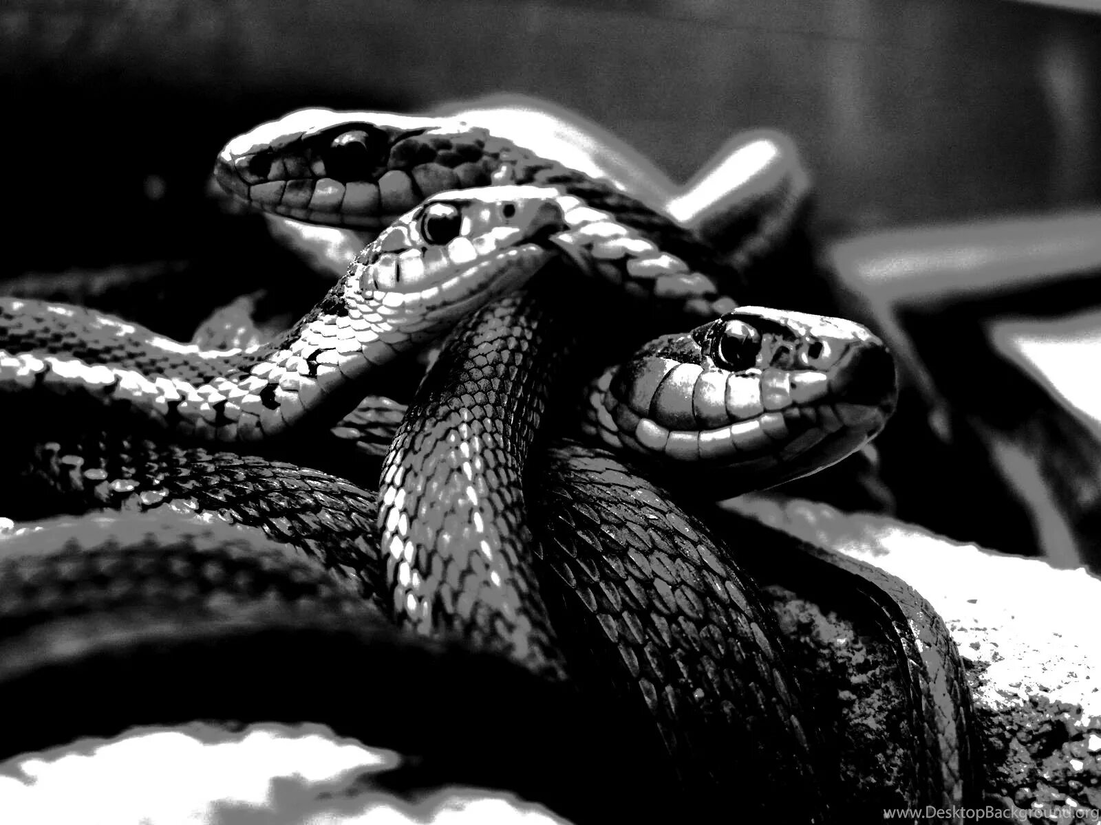 Snake x. Rh70 Snake. Змеи Эстетика. Черная змея. Змеи на заставку.