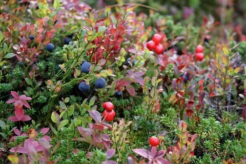 Forest berries