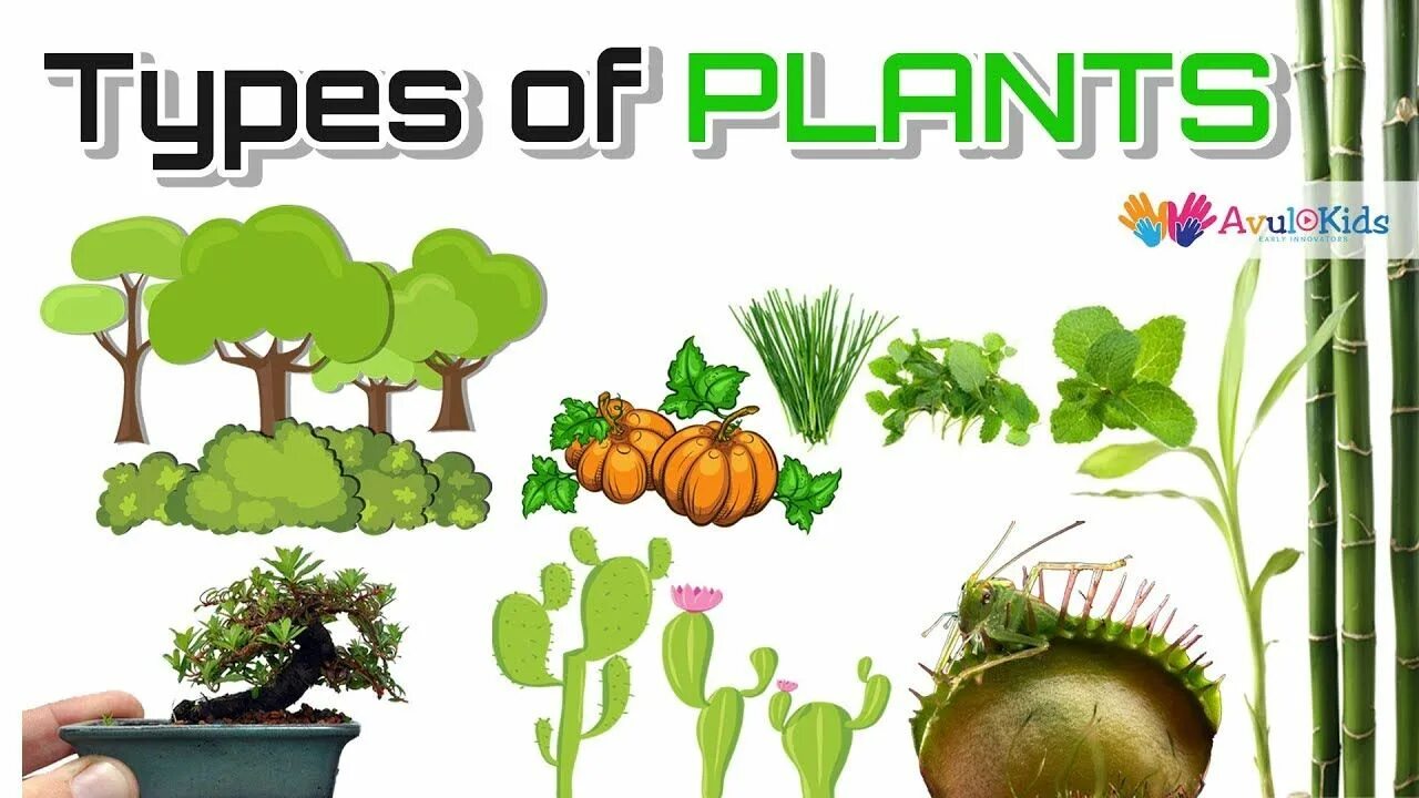 Plants kinds. Types of Plants. Картинка растения приложение. Водные растения рисунок. Water Plants картинкa English.