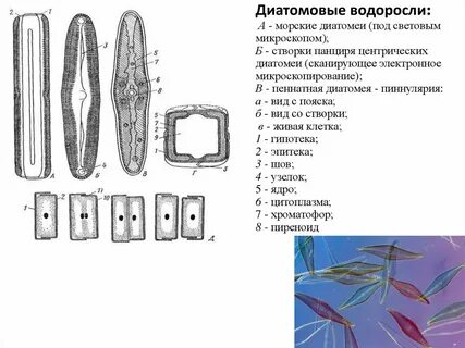 Виды диатомовых водорослей