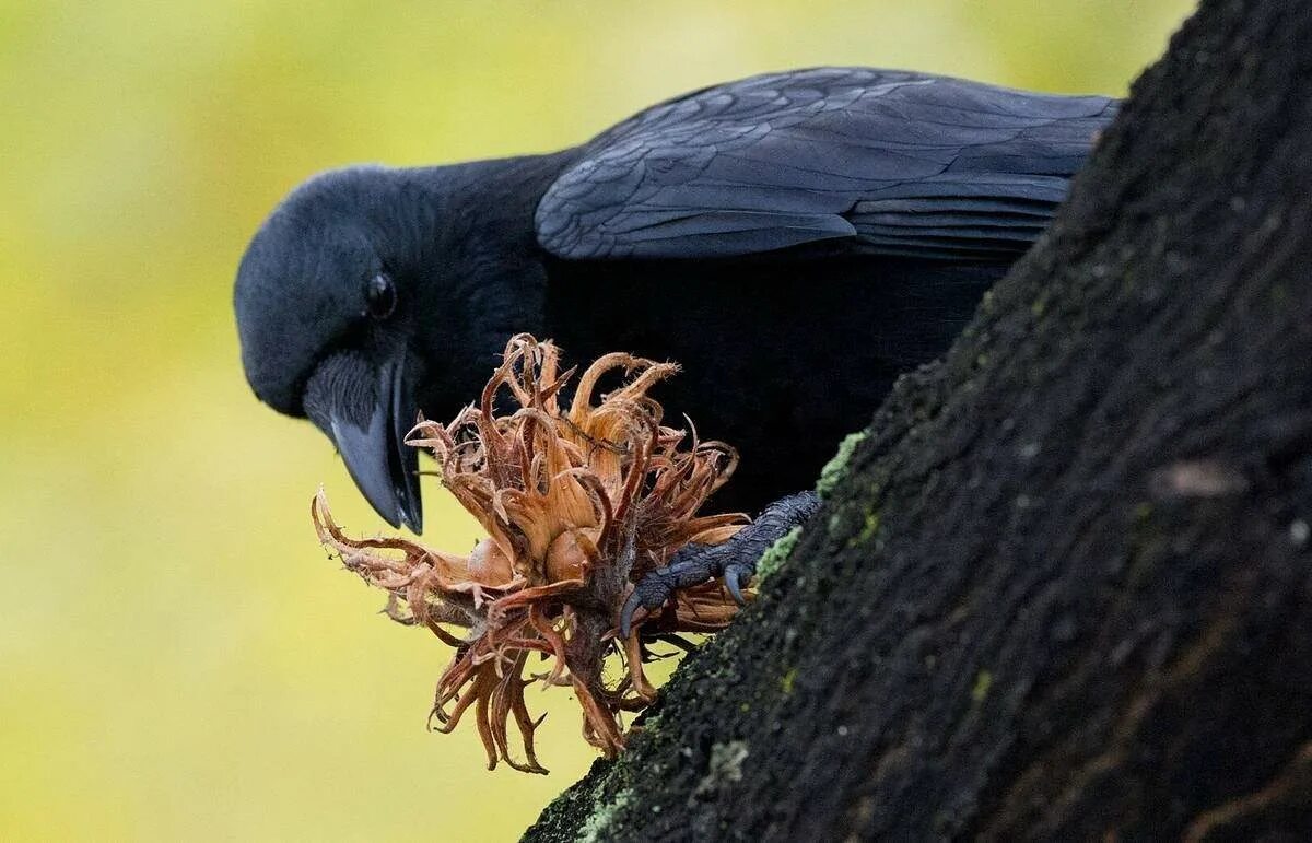 Новокаледонский ворон. Новокаледонский ворон умнейшая птица. Новокаледонская ворона. Corvus moneduloides. Ворона меланист.