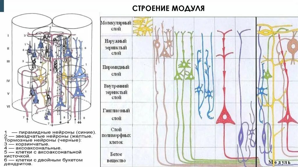 Нервная система гистология. Органы нервной системы гистология. нервная система гистология лекция. модуль гистология нервная система. гистология модульный принцип организации нервной системы.