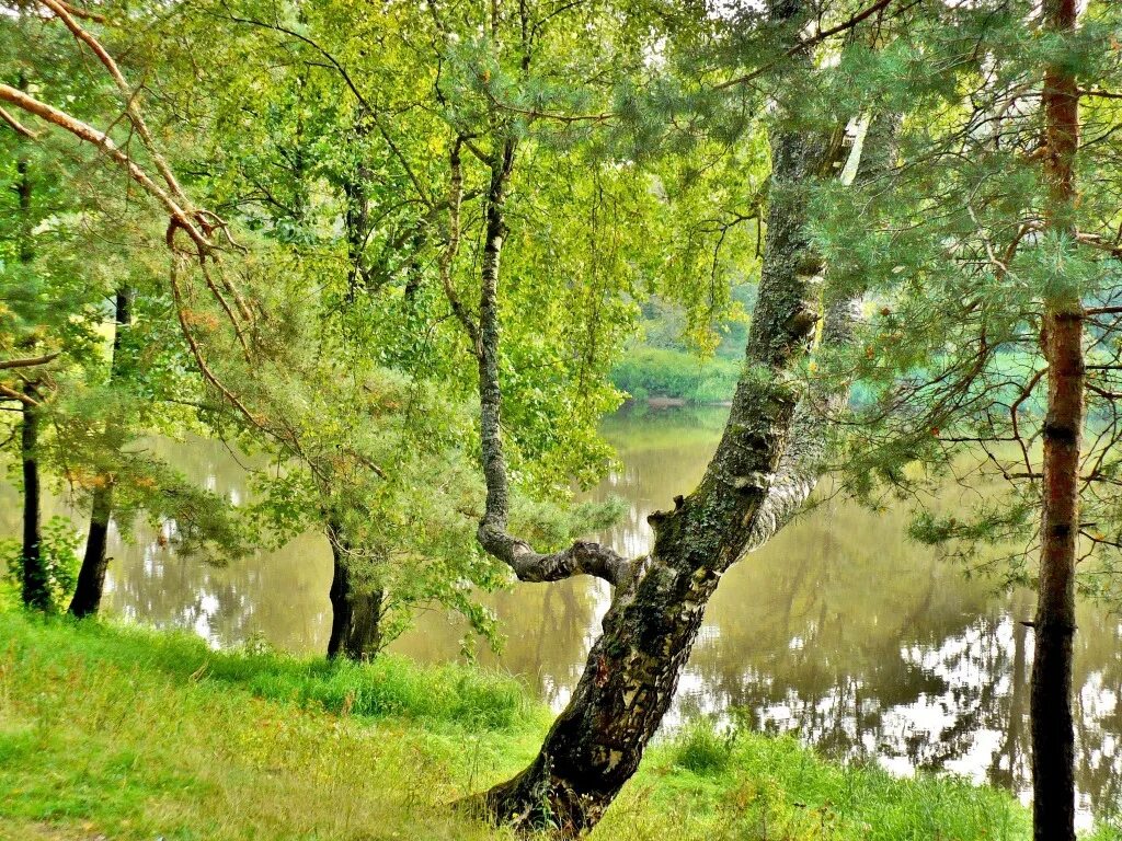 смешанный русский лес. русский лес музыка. русский лес москва. березовая роща тула. русский лес музыка.