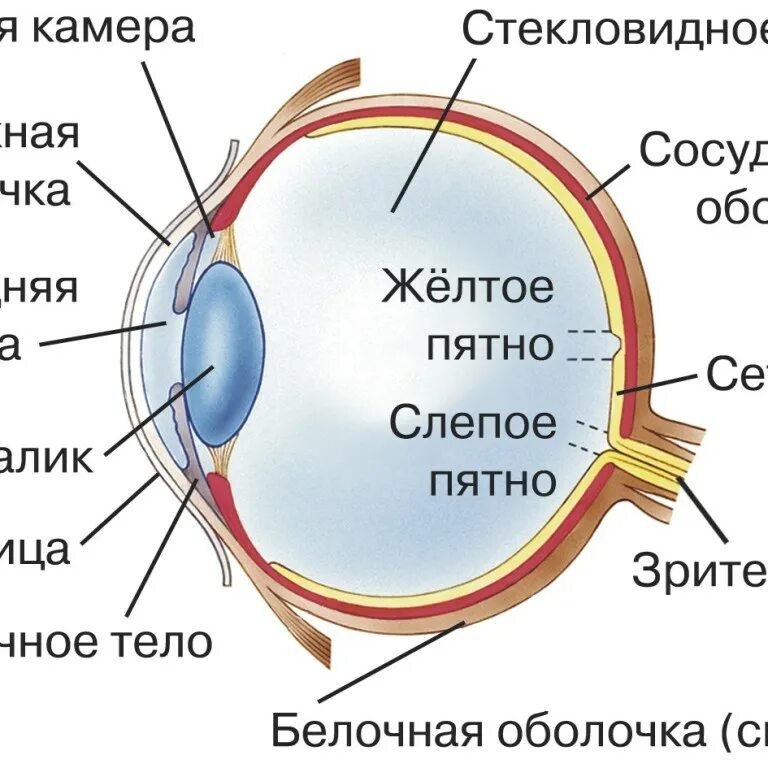 Картинки органа зрения