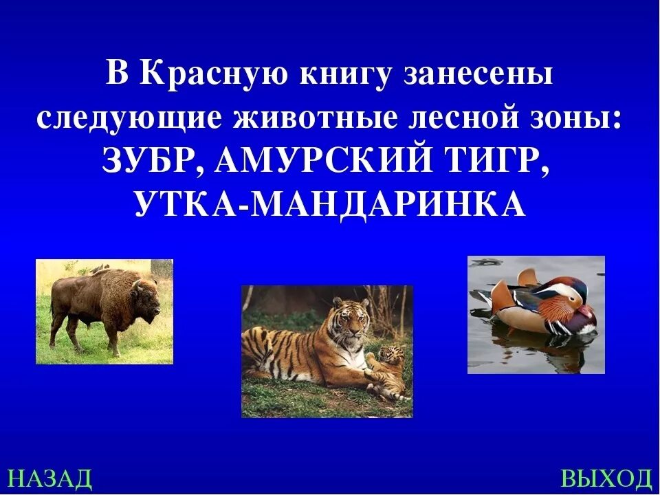 Какие животные лесов занесены в красную книгу