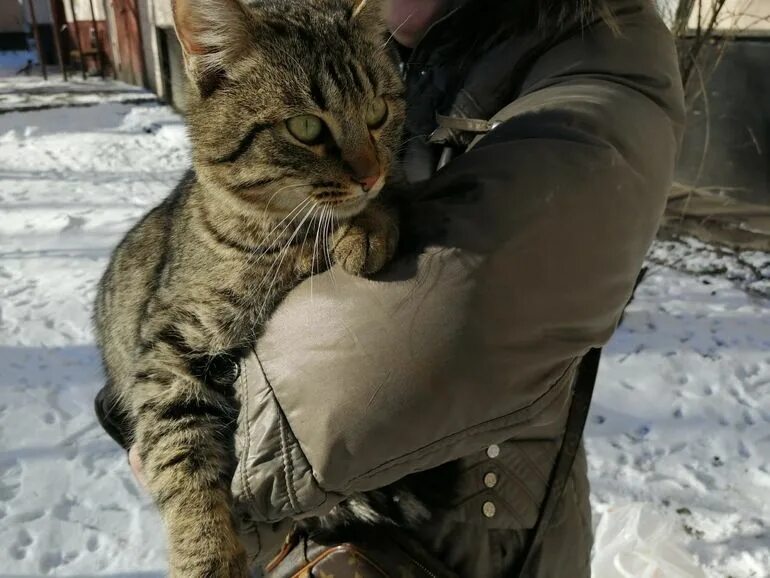 Стерилизация кошки шов. Попона послеоперационная для кошек. Стерилизованная кошка просится на улицу. Стерилизованная кошка просится на улицу. Почему кошка просится на улицу.