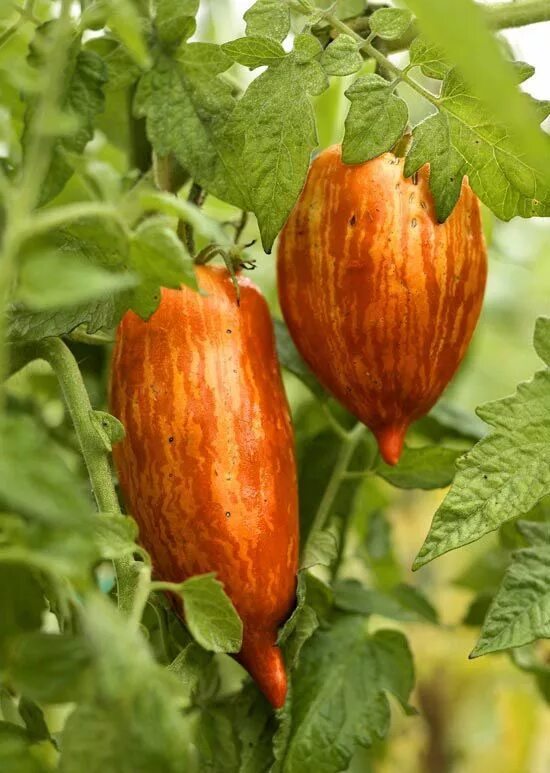 Томат Дон Жуан. Томат Дон Жуан фото. Томат болото. Toppi POMIDOE. Дон жуан помидоры