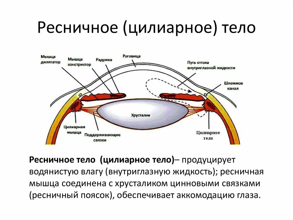 Ресничная мышца глаза функции. Строение глаза анатомия ресничное тело. Строение и функции цилиарного тела. Цилиарное тело глаза строение. Строение цилиарного тела гистология.