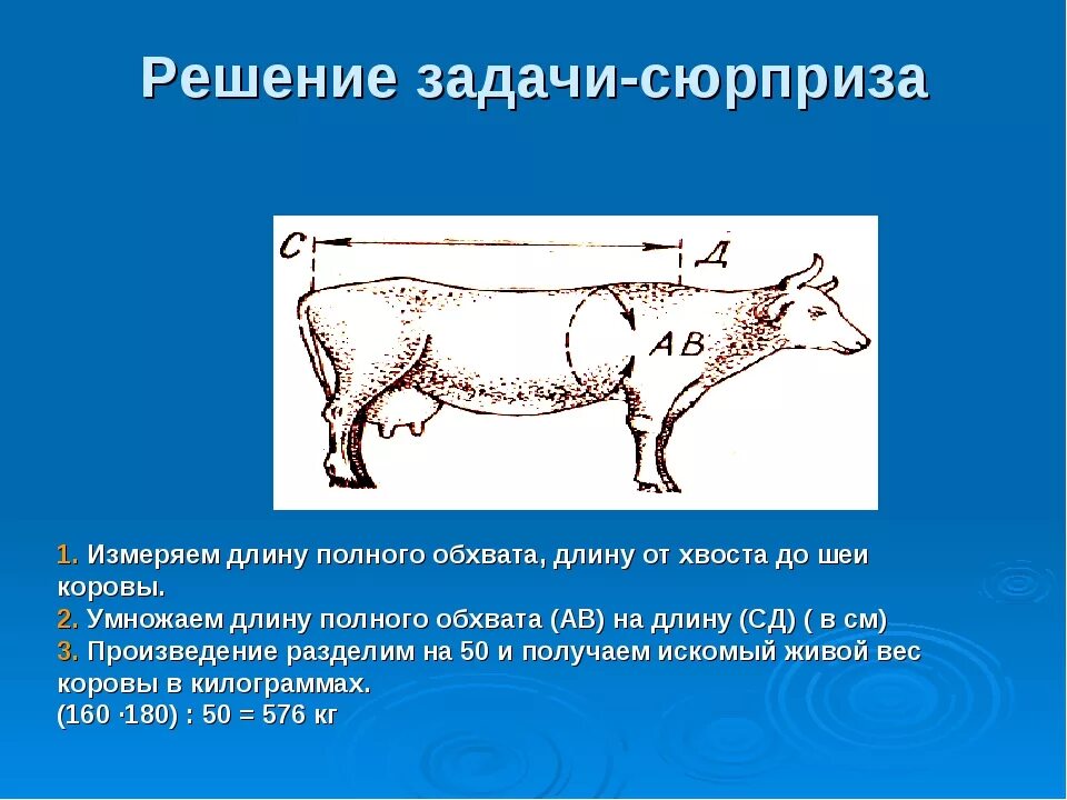 Живой вес теленка. Габариты коровы. Размеры коровы. Габаритные Размеры коровы. Размеры коровника на 1 корову.