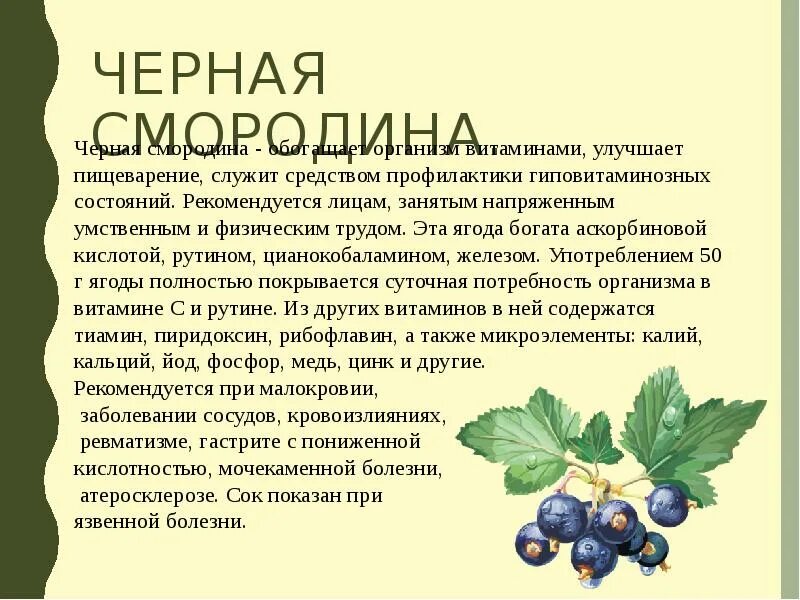 Значение роста в жизни смородины. Черная смородина для презентации. Чем полезна смородина черная для организма. Для чего полезна черная смородина. Описание черной смородины для детей.