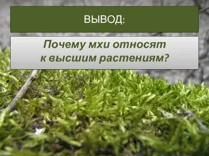 Перечислите признаки мхов