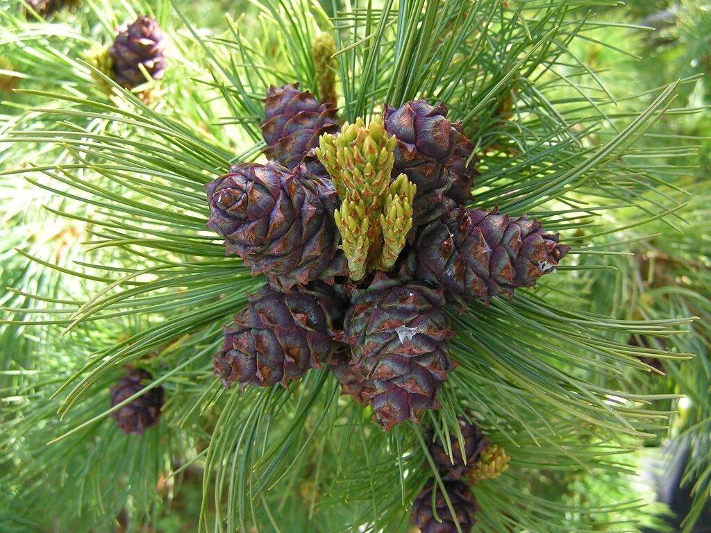 Page 10 58,000+ Pine Nut Pictures