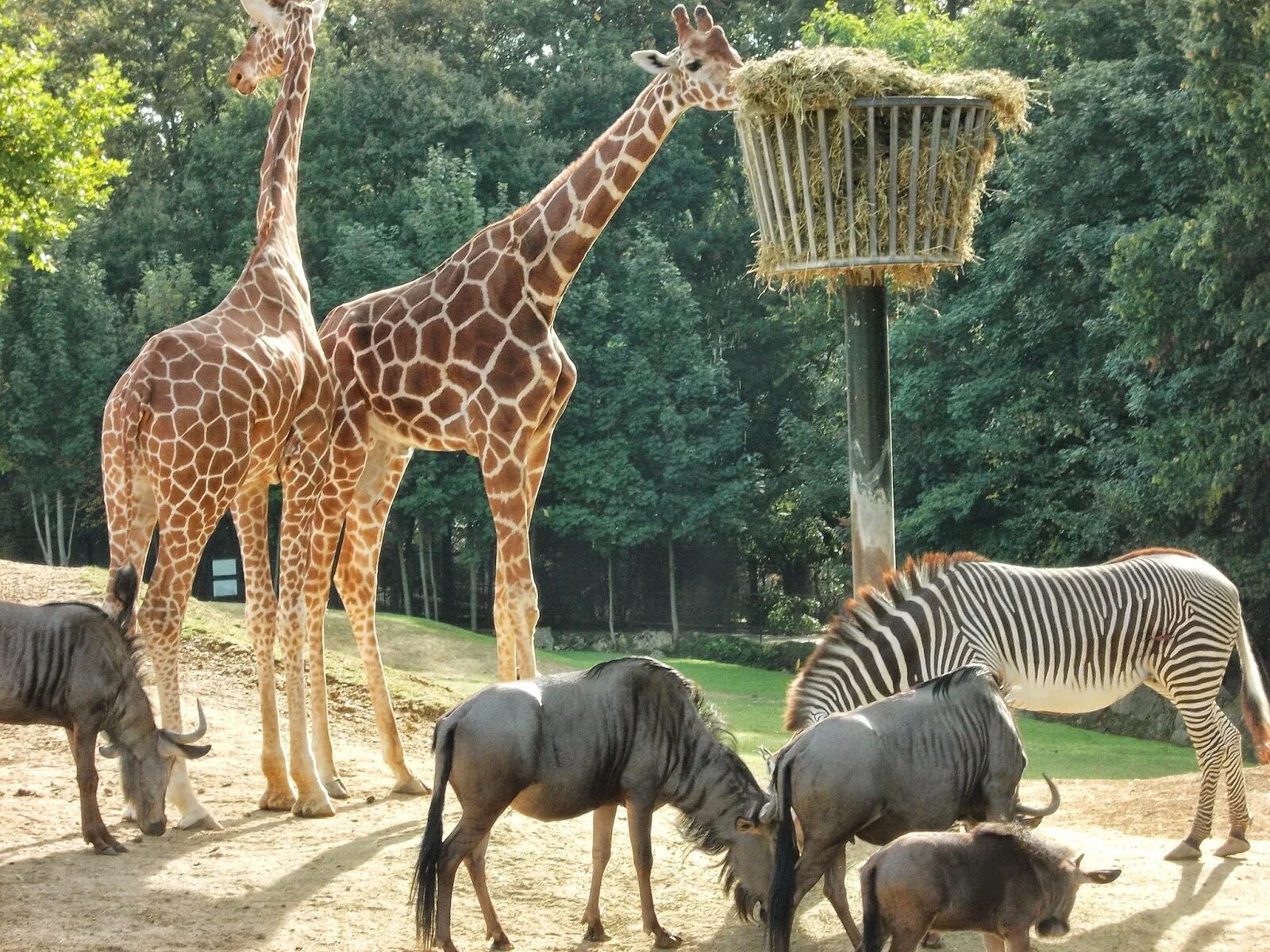 Посетить зоопарк. Beauval zoo франция. венсенский зоопарк в париже. зоопарк эрфурта. зоопарк в париже фото.