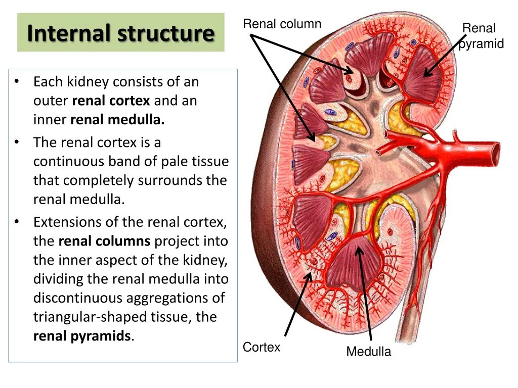Internal structure. Fornix renalis. The Internal structure of the Kidney. Renal column. Kidney structure.
