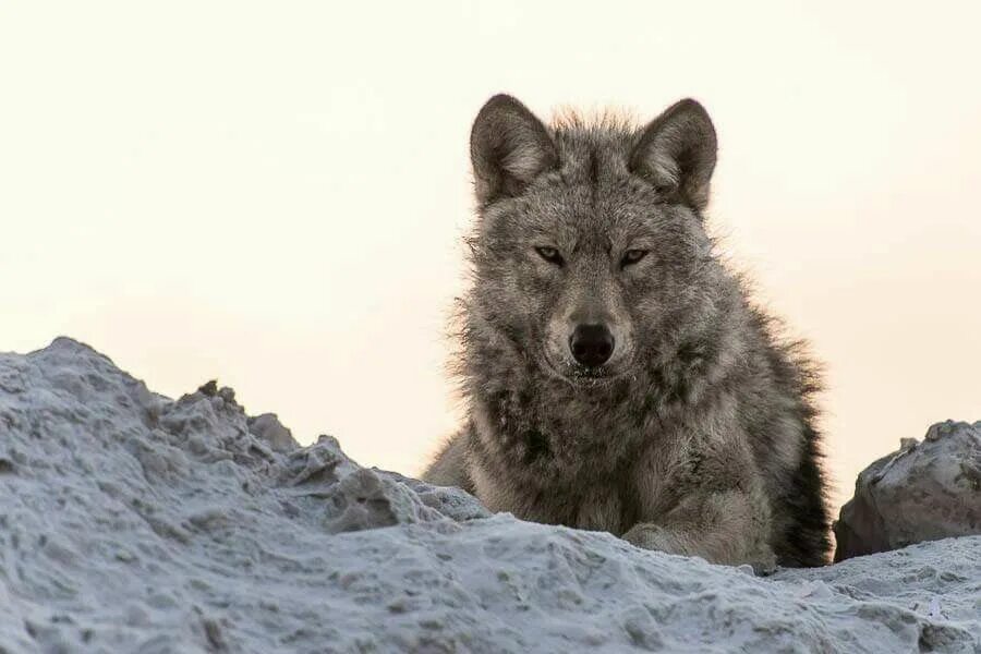 Загнанный зверь 10. Прикаспийский волк. Русский волк.