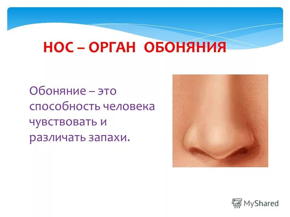 синусит и вазомоторный ринит. форма носа криминалистика. триммер xiaomi soocas. нос фото. носик для самогонного аппарата под кламп на 1.