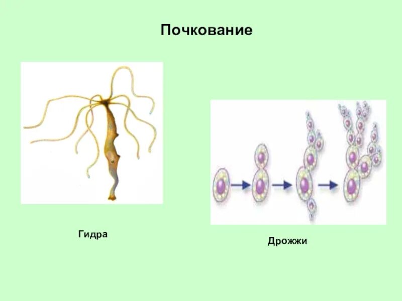 В размножении клетки принимает участие. Почкование дрожжей и гидры. Почкование бесполое размножение. Размножение дрожжей и гидры. Почкование это бесполое размножение животных.