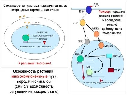 Гормоны животных