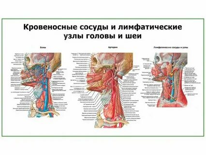 Кровеносная система головы