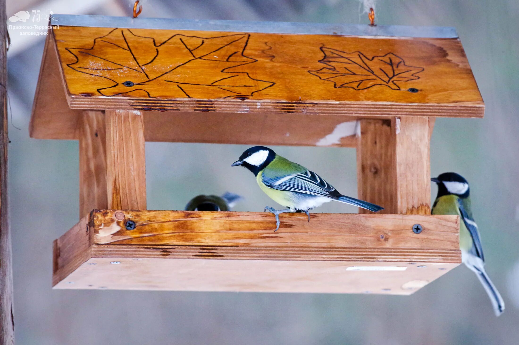 Кормушки для птиц зимой. Зимняя столовая для птиц. Столовая для пернатых. Столовая для пернатых. Птицы зиновий синичник.